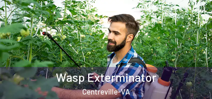 Wasp Exterminator Centreville-VA