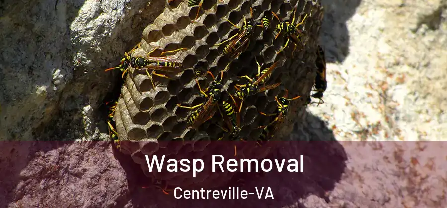  Wasp Removal Centreville-VA