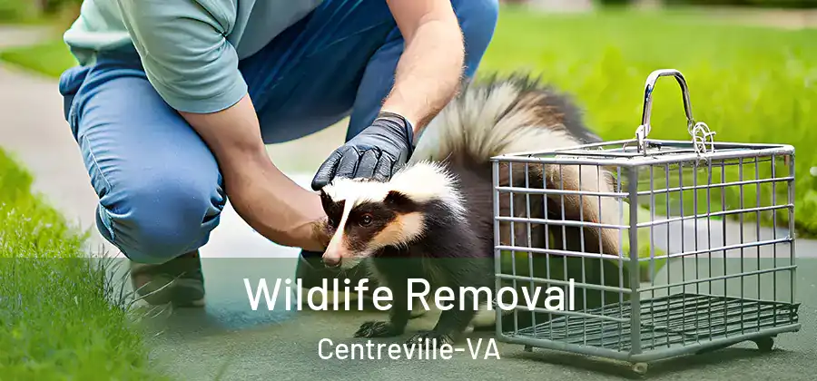 Wildlife Removal Centreville-VA