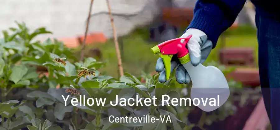 Yellow Jacket Removal Centreville-VA